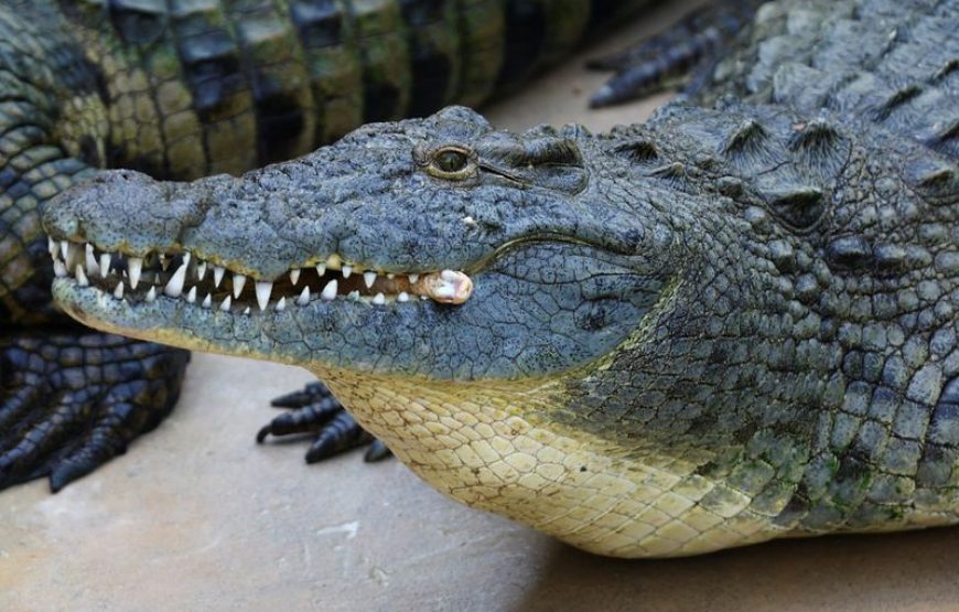 Dubai Crocodile Park