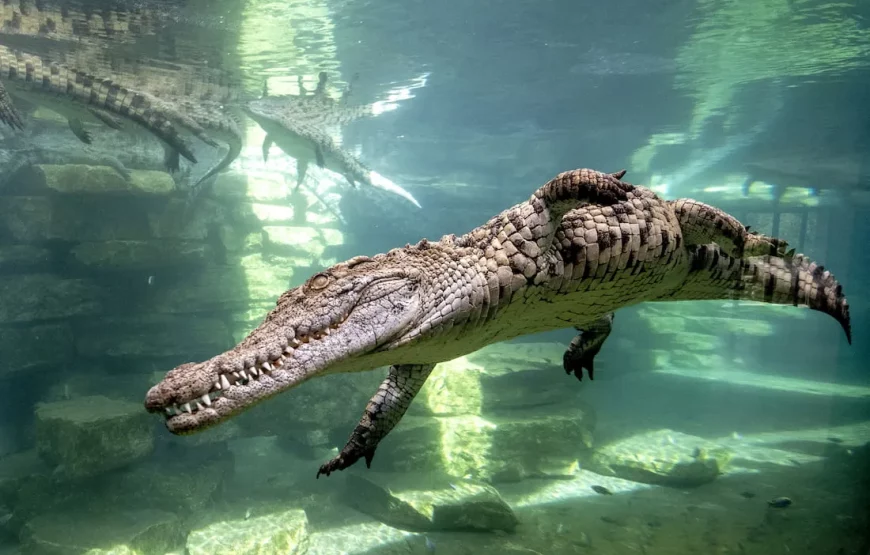 Dubai Crocodile Park