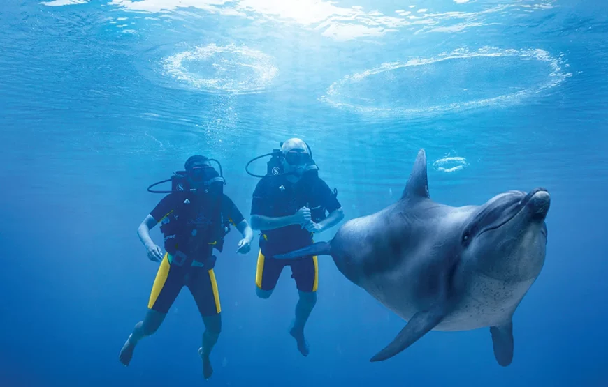 Dolphin Bay Atlantis