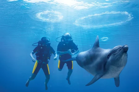 Dolphin Bay Atlantis